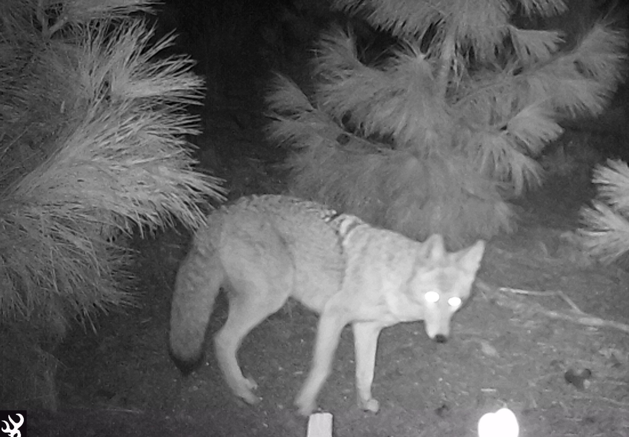 A coyote photographed at night by a trail camera