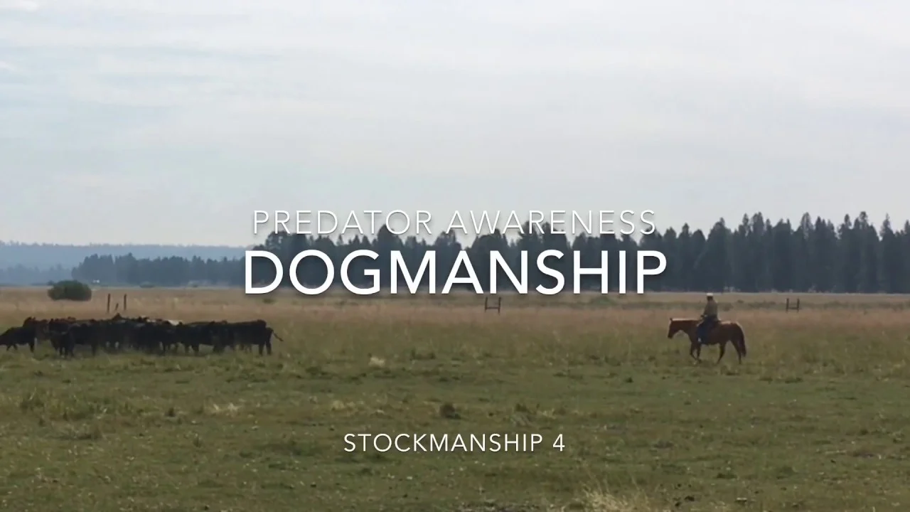 Published Dogmanship video thumbnail showing grouped cattle and a rider on the range
