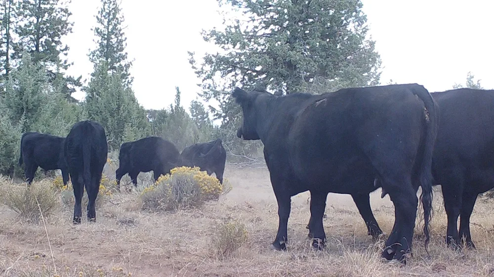 Grouped cattle in Mark’s cattle-camera collection