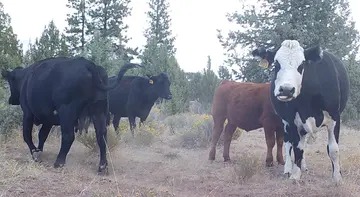 Cattle trail-camera photograph 2 from Predator Awareness
