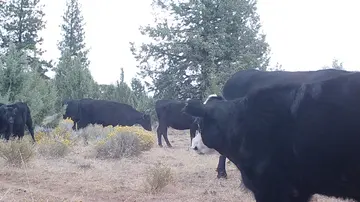 Cattle trail-camera photograph 3 from Predator Awareness
