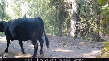 Cattle trail-camera photograph 4 from Predator Awareness