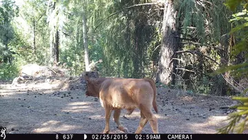 Cattle trail-camera photograph 5 from Predator Awareness