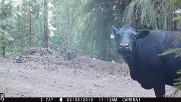 Cattle trail-camera photograph 7 from Predator Awareness