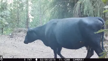 Cattle trail-camera photograph 8 from Predator Awareness
