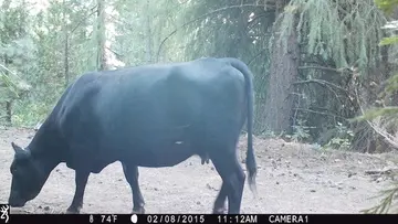 Cattle trail-camera photograph 9 from Predator Awareness