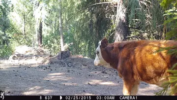 Cattle trail-camera photograph 10 from Predator Awareness
