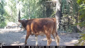 Cattle trail-camera photograph 11 from Predator Awareness