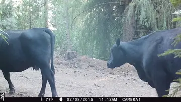 Cattle trail-camera photograph 12 from Predator Awareness