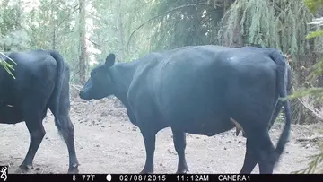 Cattle trail-camera photograph 13 from Predator Awareness