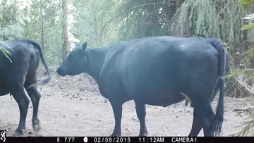 Cattle trail-camera photograph 14 from Predator Awareness