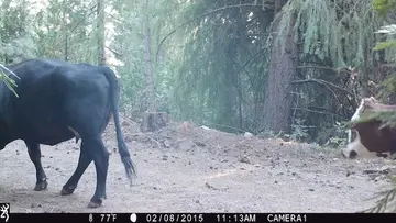 Cattle trail-camera photograph 15 from Predator Awareness