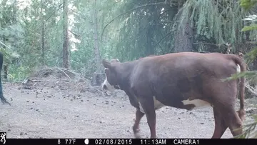 Cattle trail-camera photograph 16 from Predator Awareness