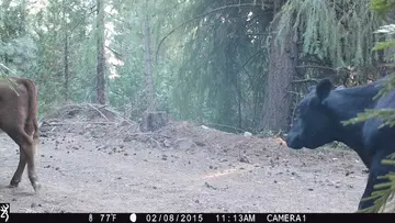 Cattle trail-camera photograph 17 from Predator Awareness