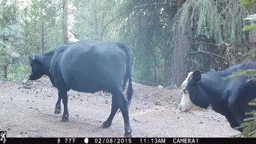 Cattle trail-camera photograph 18 from Predator Awareness