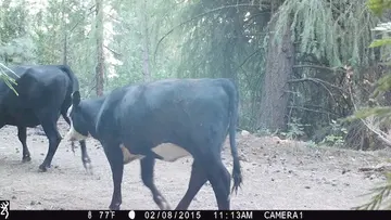 Cattle trail-camera photograph 19 from Predator Awareness