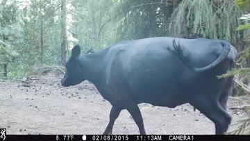 Cattle trail-camera photograph 20 from Predator Awareness