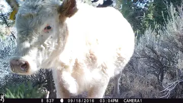 Cattle trail-camera photograph 21 from Predator Awareness