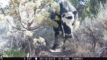 Cattle trail-camera photograph 22 from Predator Awareness