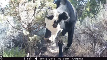 Cattle trail-camera photograph 23 from Predator Awareness