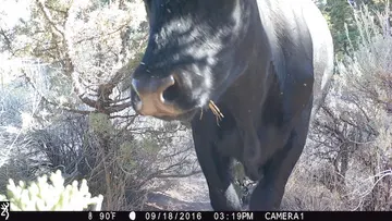 Cattle trail-camera photograph 26 from Predator Awareness