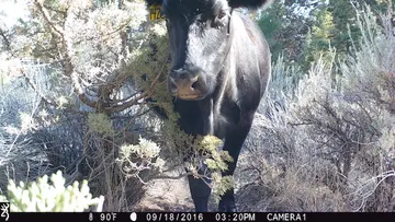 Cattle trail-camera photograph 27 from Predator Awareness
