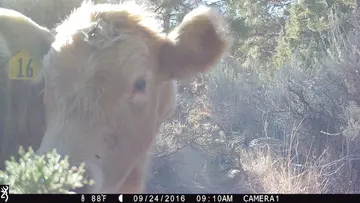 Cattle trail-camera photograph 28 from Predator Awareness