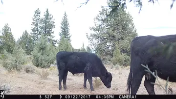 Cattle trail-camera photograph 29 from Predator Awareness