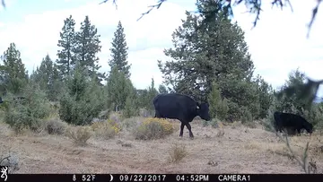 Cattle trail-camera photograph 31 from Predator Awareness