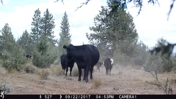 Cattle trail-camera photograph 32 from Predator Awareness