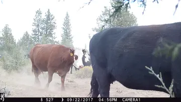 Cattle trail-camera photograph 33 from Predator Awareness