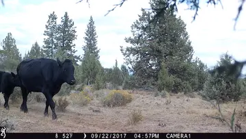 Cattle trail-camera photograph 34 from Predator Awareness