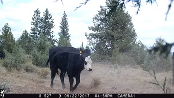 Cattle trail-camera photograph 35 from Predator Awareness