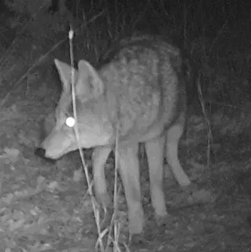 Wildlife trail-camera photograph 1 from Predator Awareness