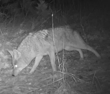 Wildlife trail-camera photograph 2 from Predator Awareness
