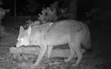 Wildlife trail-camera photograph 3 from Predator Awareness
