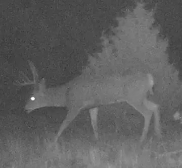 Wildlife trail-camera photograph 6 from Predator Awareness