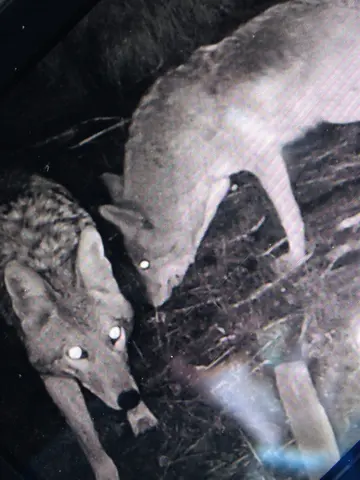Wildlife trail-camera photograph 7 from Predator Awareness