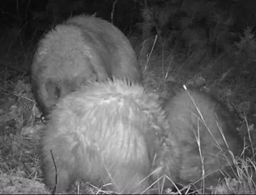 Wildlife trail-camera photograph 12 from Predator Awareness