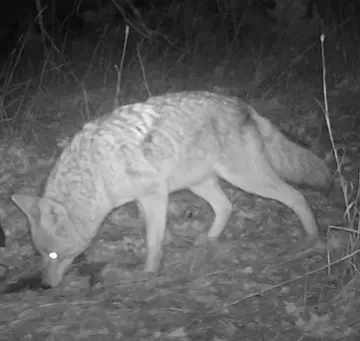 Wildlife trail-camera photograph 14 from Predator Awareness