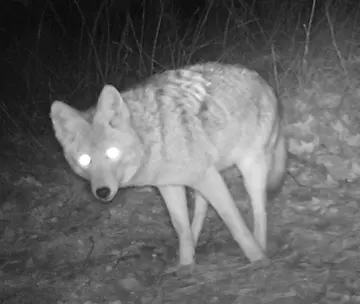 Wildlife trail-camera photograph 15 from Predator Awareness