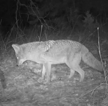 Wildlife trail-camera photograph 16 from Predator Awareness