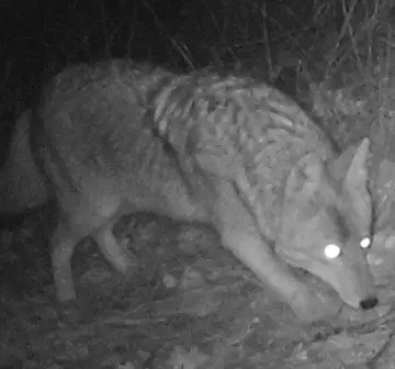 Wildlife trail-camera photograph 19 from Predator Awareness