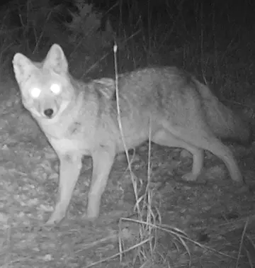 Wildlife trail-camera photograph 20 from Predator Awareness