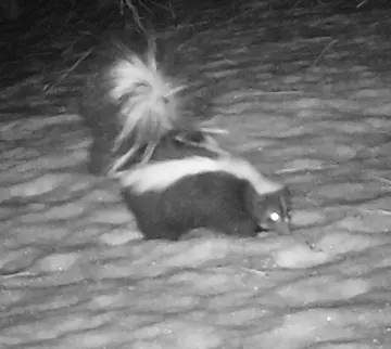 Wildlife trail-camera photograph 22 from Predator Awareness