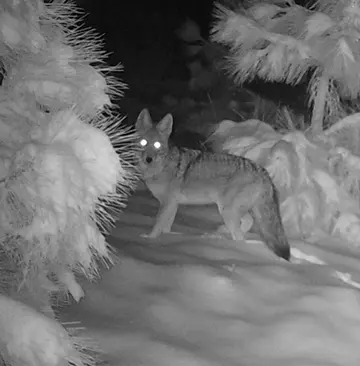 Wildlife trail-camera photograph 23 from Predator Awareness