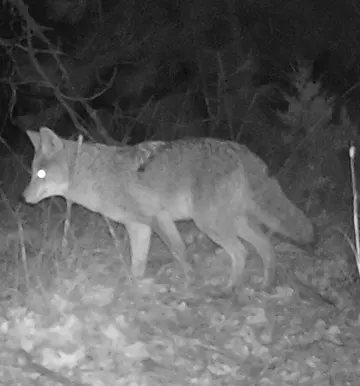 Wildlife trail-camera photograph 25 from Predator Awareness
