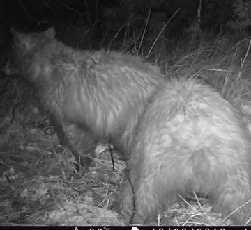 Wildlife trail-camera photograph 26 from Predator Awareness