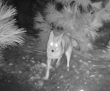 Wildlife trail-camera photograph 27 from Predator Awareness