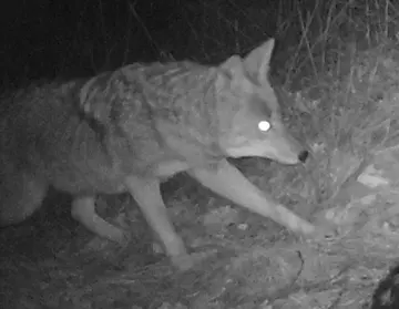 Wildlife trail-camera photograph 29 from Predator Awareness